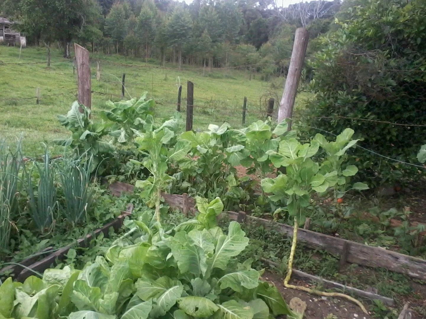 Chácaras à venda em Maringá - foto 4