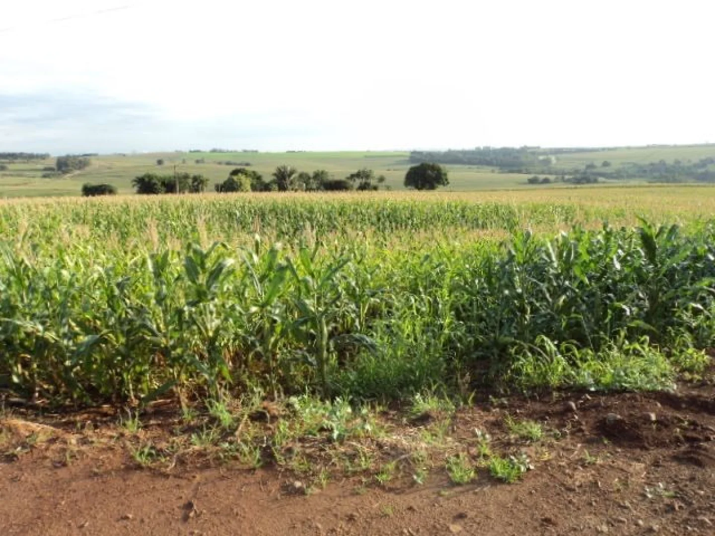 Sítios à venda em Maringá - foto 7