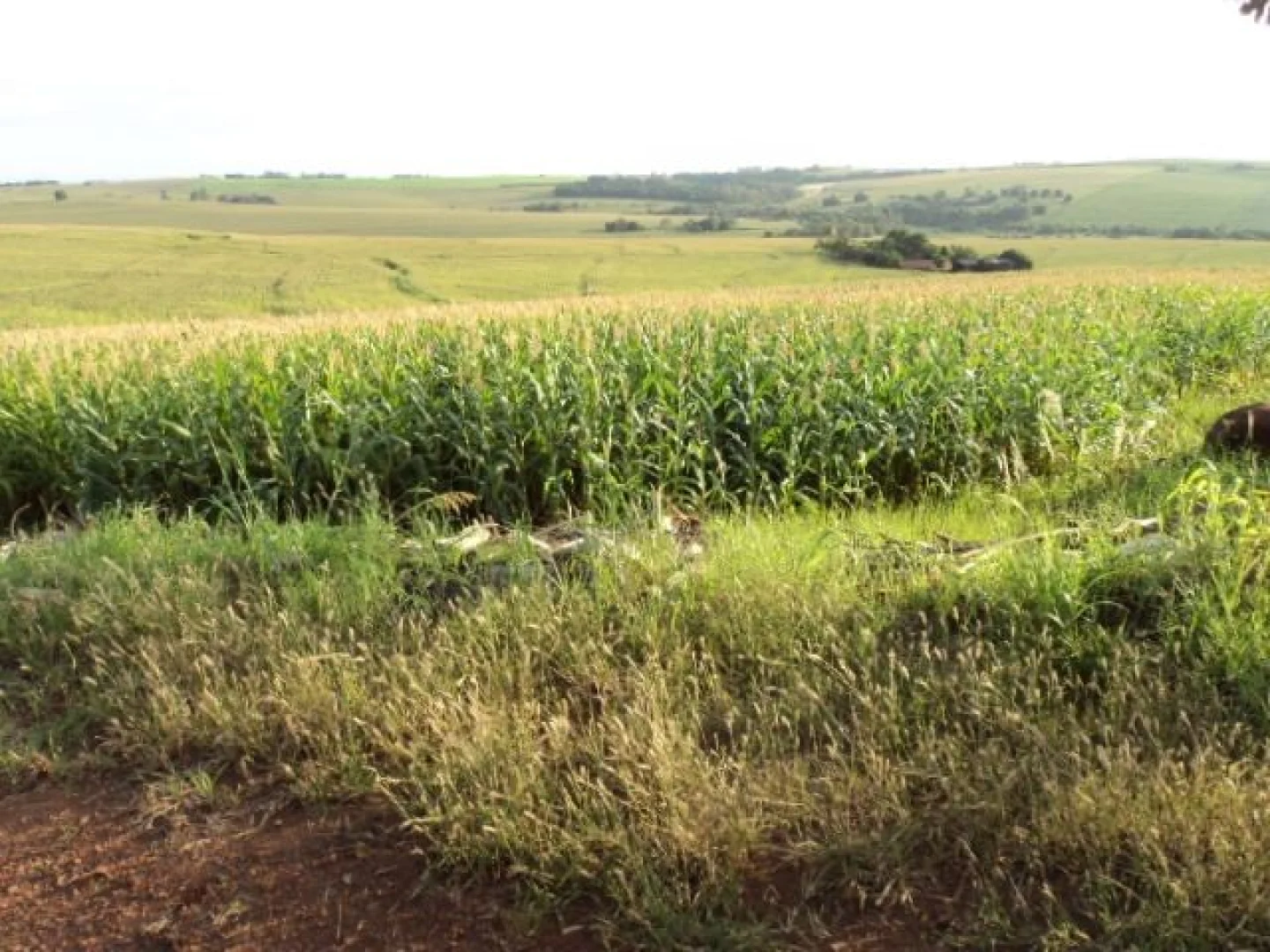 Sítios à venda em Maringá - foto 9