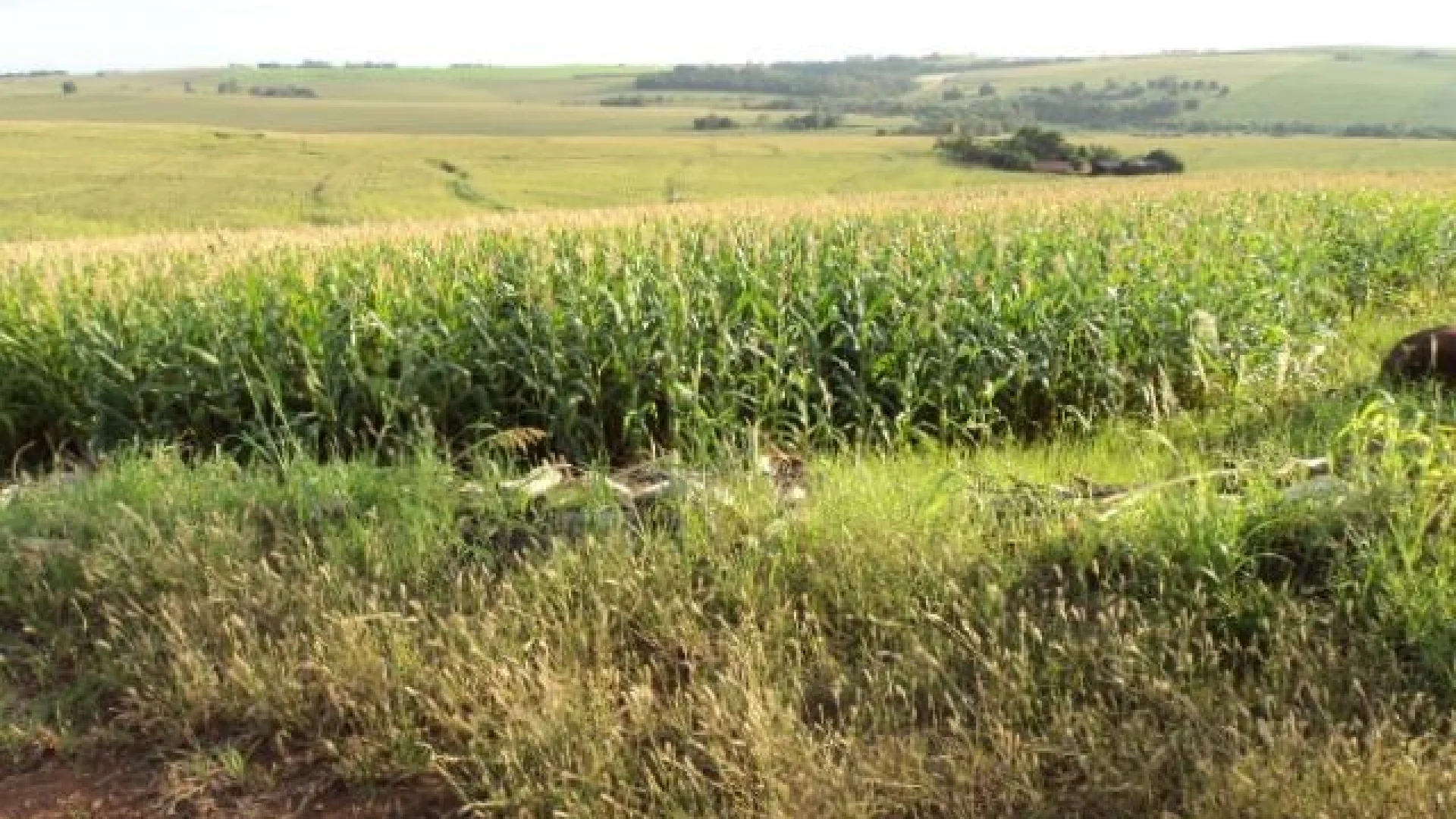 Sítios à venda em Maringá - foto 9