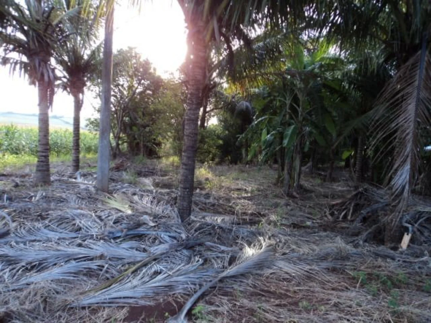 Sítios à venda em Maringá - foto 11