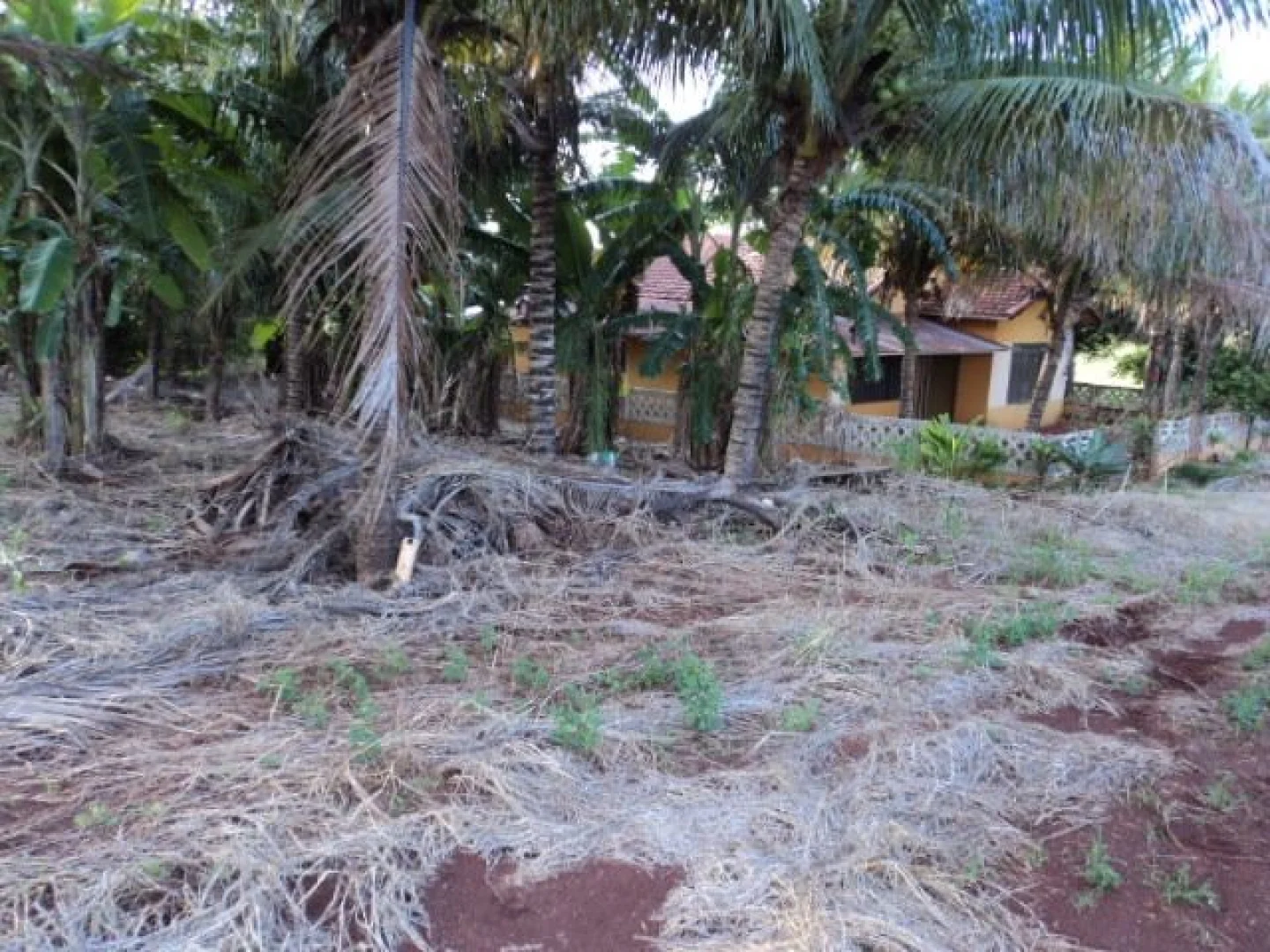 Sítios à venda em Maringá - foto 12